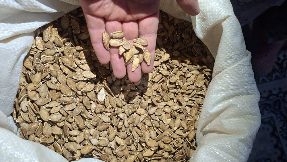 Muskat va gantel oshqovoq urug'lari sotiladi (kafolati bilan)