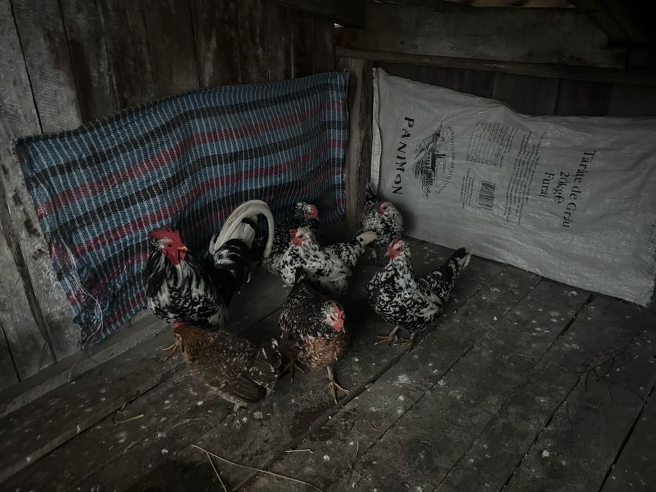 Vand oua de incubat de la gaini americane si mii de flori