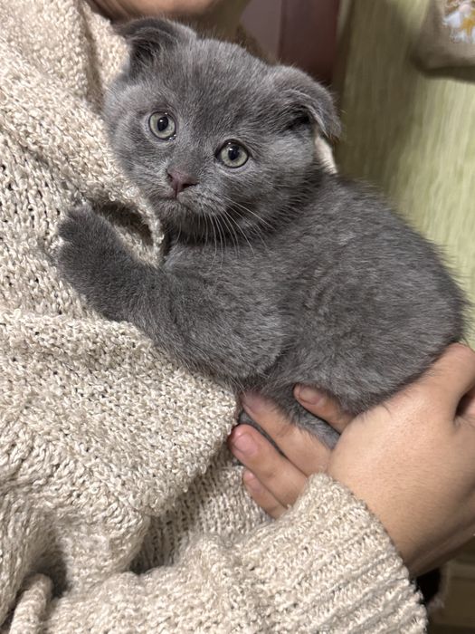 Шотланский вислоухий котенок, мальчик