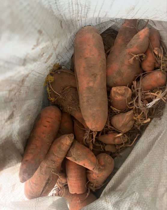 продам кормовой морковь