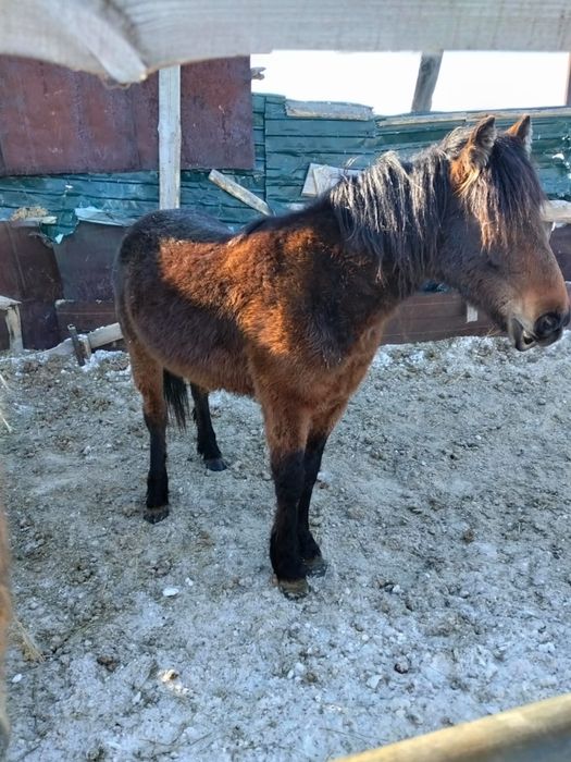 Продам лошадей акжарский район ащиколь