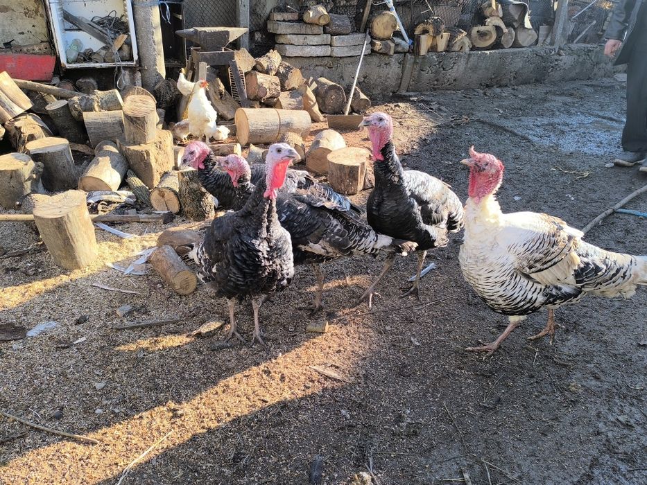 Продават се Пуйки