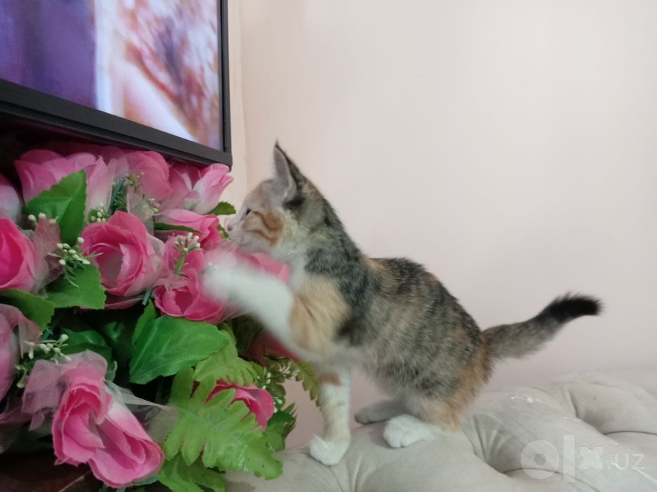 Домашние животные котята