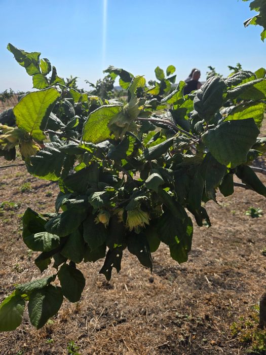 Лешникова градина под наем