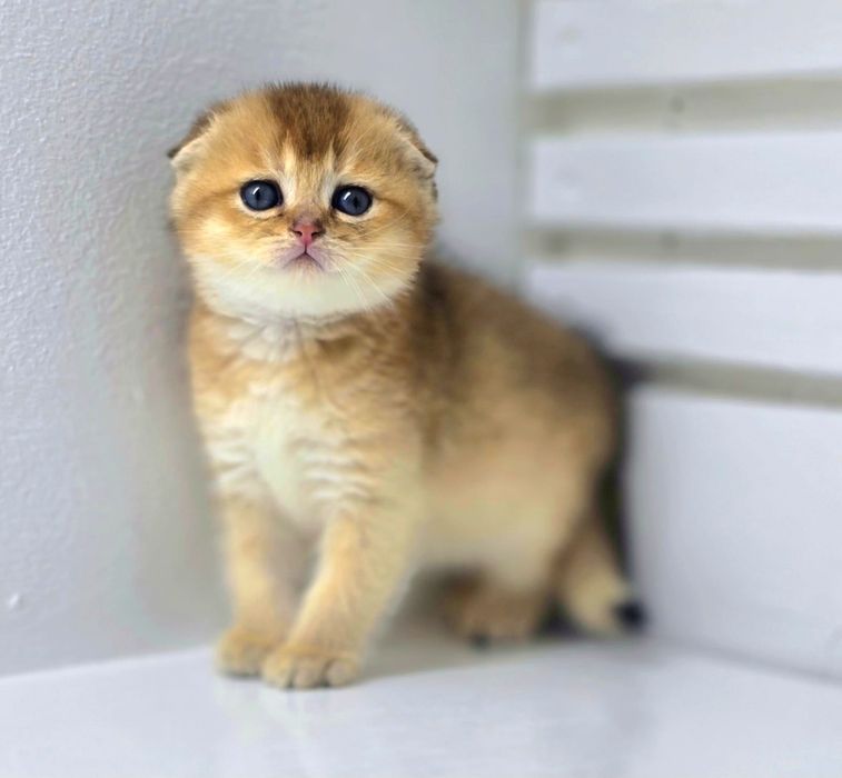 висЛоуХиЙ коТик ЗоЛоТой