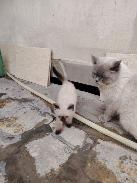 Вязка,Зот олиш,сотилмайди.