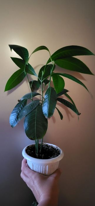 Манго живое дерево