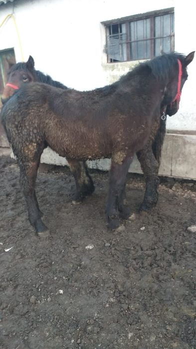 Vând 4 mânji 7/8 luni