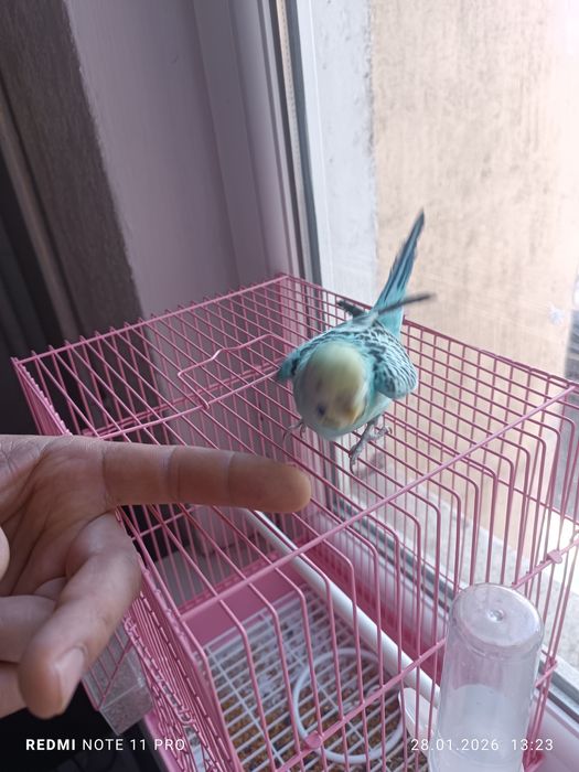 Попугай ручной умный