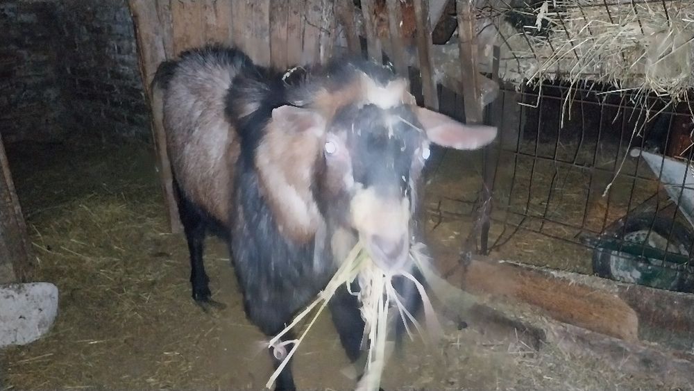 Vand sau schimb Tap Alpin mare