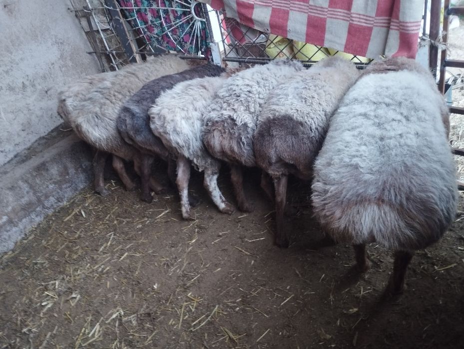 Edilbay arashan quylar sotiladi tozasidan