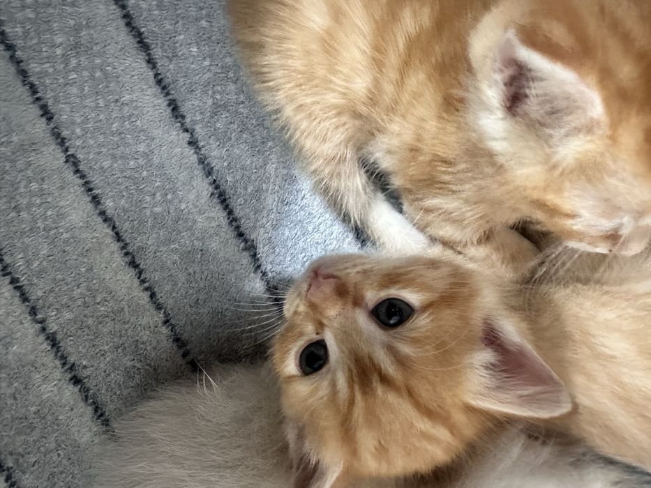 Котята 2 рыжий девочки
