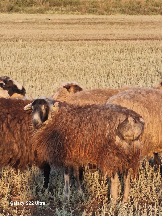 Қой тоқтылыр сатылады ерке ұрғашы