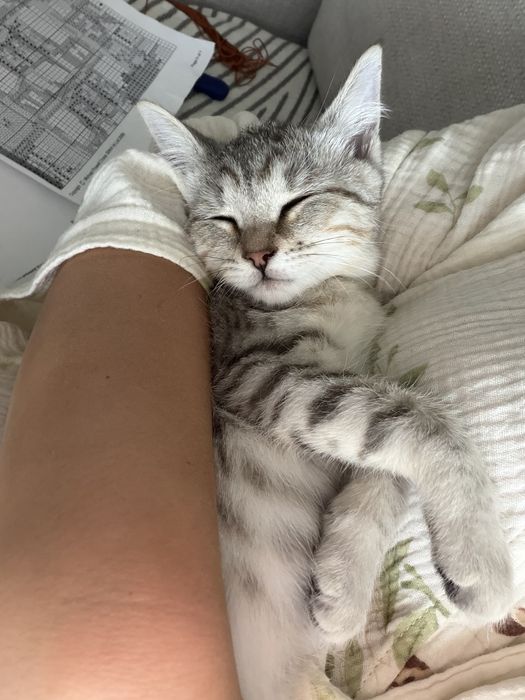 Котенок в добрые руки