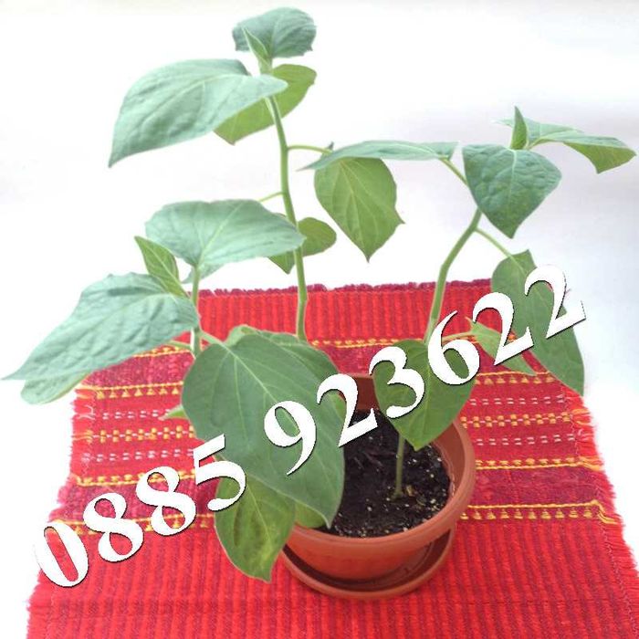 Саксия с Люти Чушки, Физалис или Тютюн -  Еко и Биологично Отглеждани