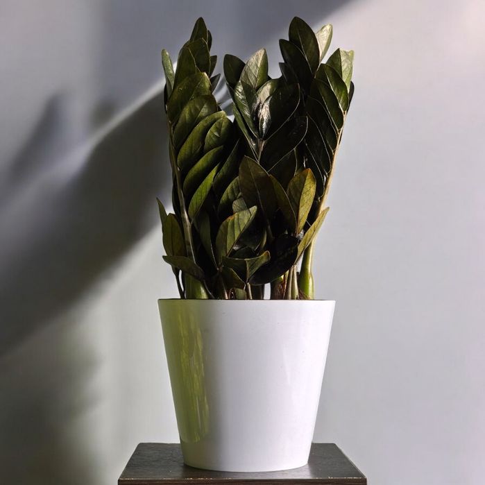 Замиокулькас Цветы Орхидея Гуллар Комнатные Растения Долларовое дерево