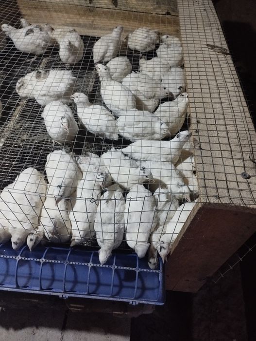 Продам яйца перепелов