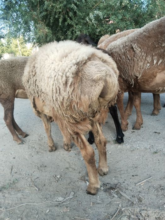 Продам кошкарчика