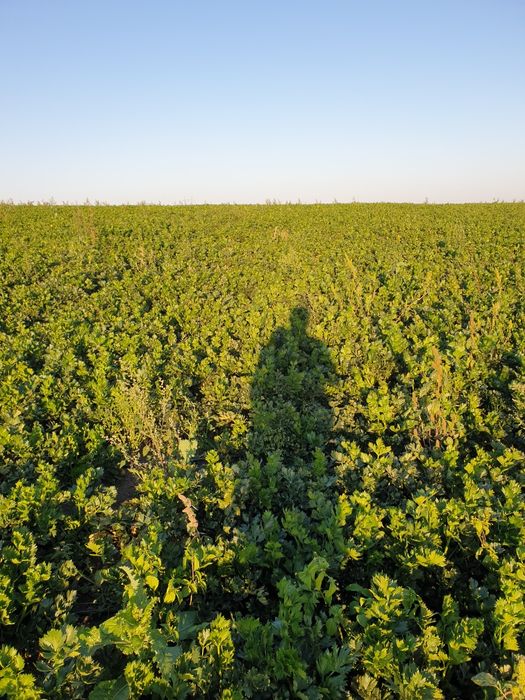 Vanda telina 1,5kg negociabil