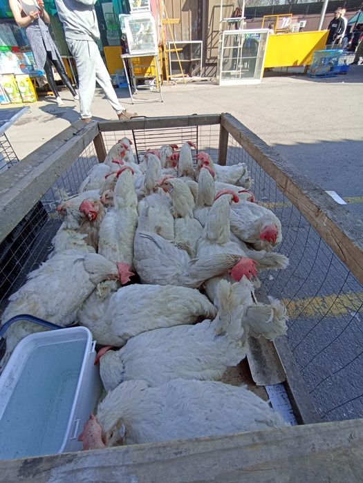 Курицы Корл не фобричный