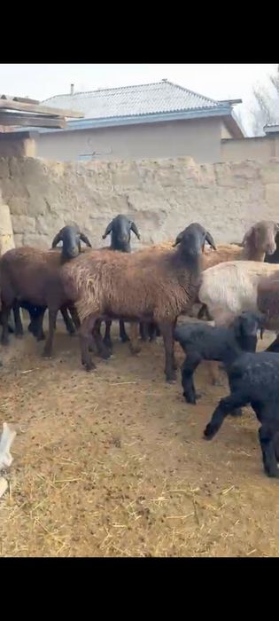 Қозылы қой. Парода гисса