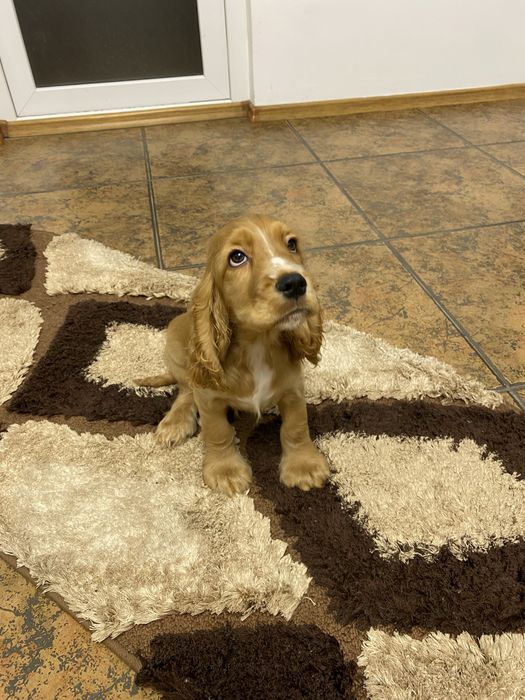 Cocker spaniel baiat