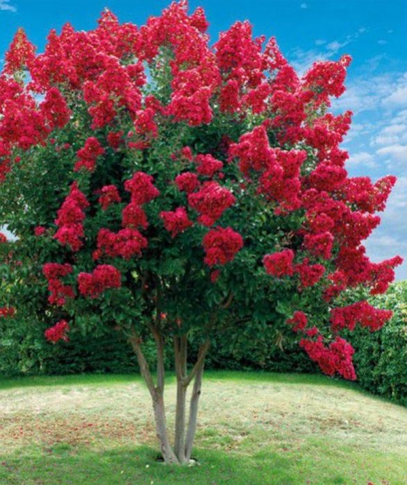 Liliac Indian Pomisor -Pink Roz