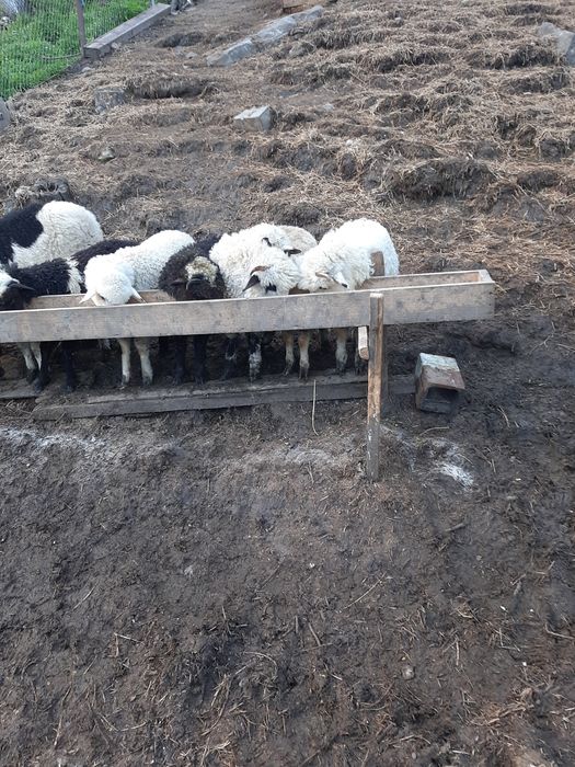 Vand trei meluti și-o caprita