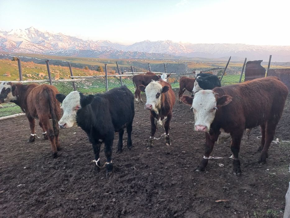 Бычоктар сатыларды