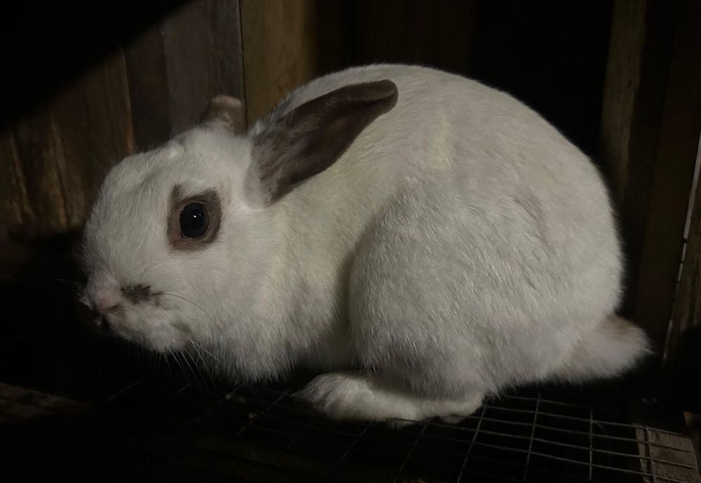 Декоративный кролик