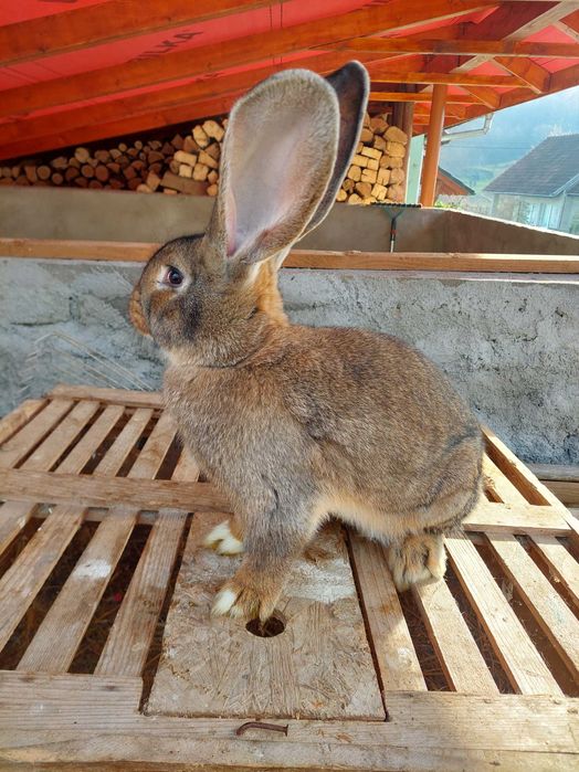 Iepuri urias german la vanzare