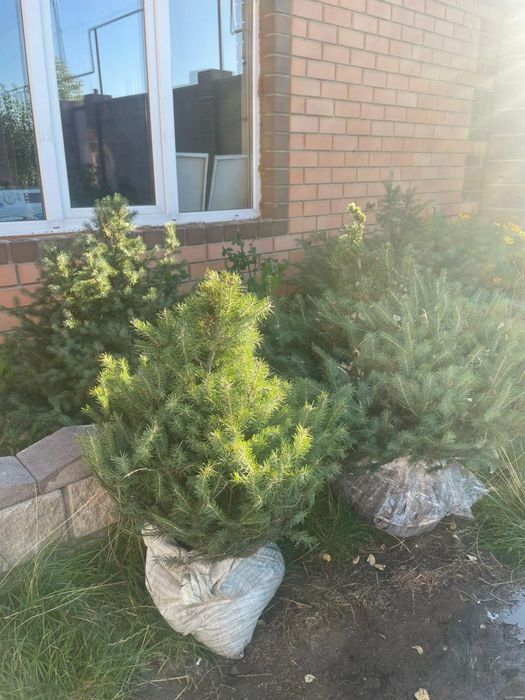 Декоративная ель
