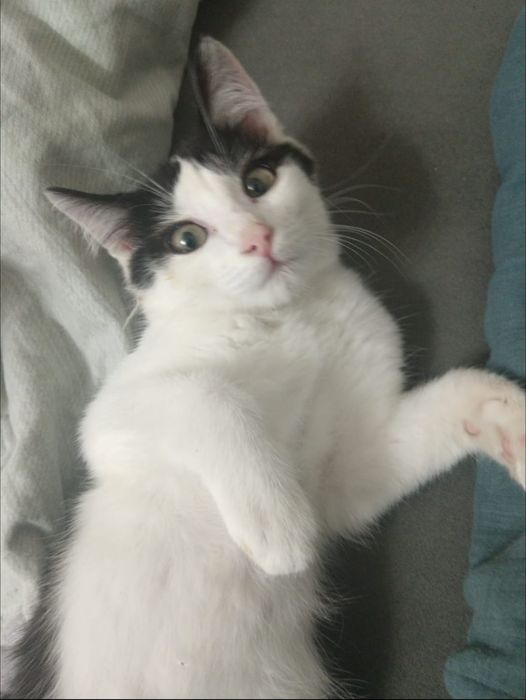 Потерялся Котенок