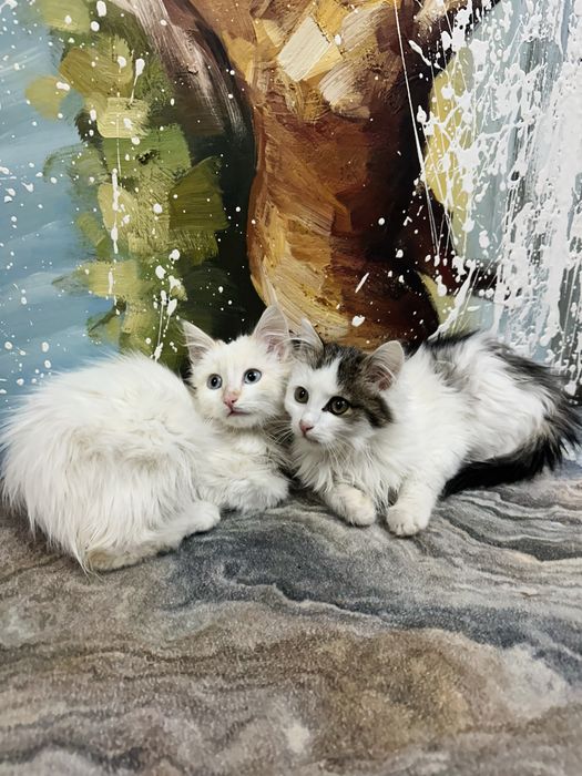 Котята в дотрые руки