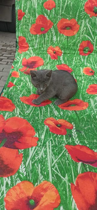 Отдам в добрые руки котят