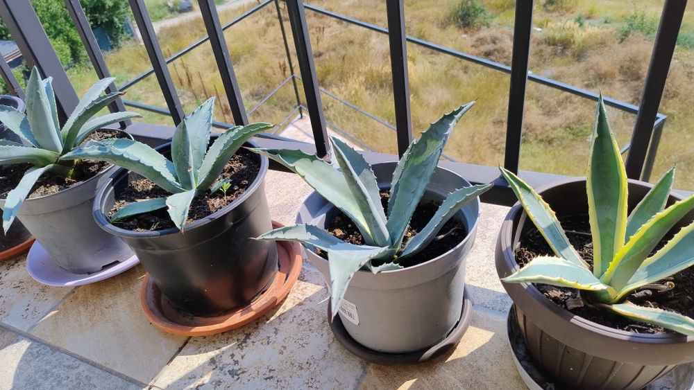 De vânzare agave, americane și albastre.