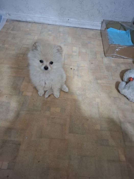 Продам шенкаНемецкого шпица