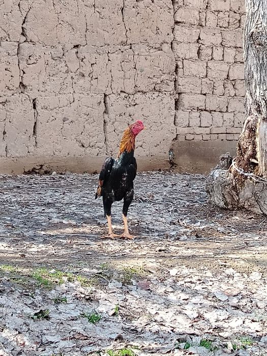 Xoroz sotiladi faqat aniq oladigan tel qilila iltmos