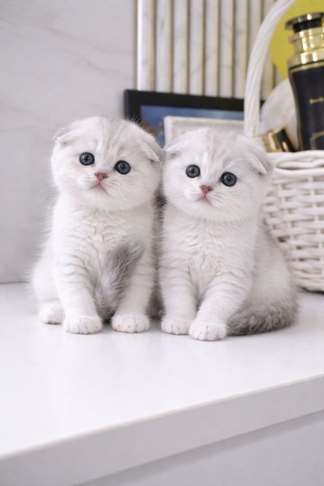 Серебристые шиншиллы