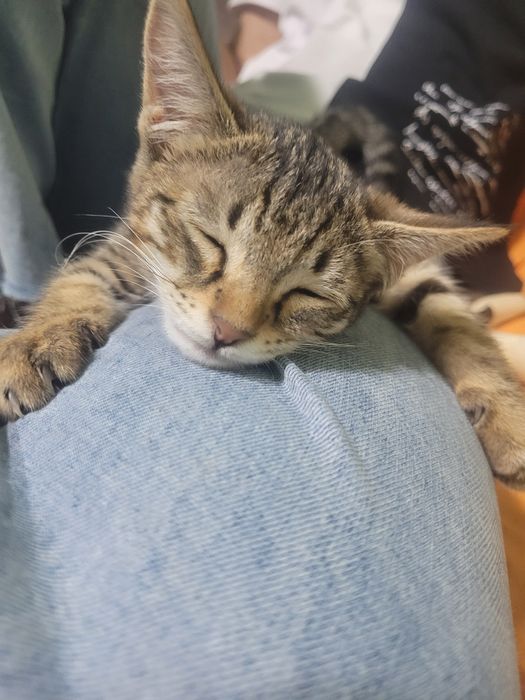 Отдаём кошечку в добрые руки