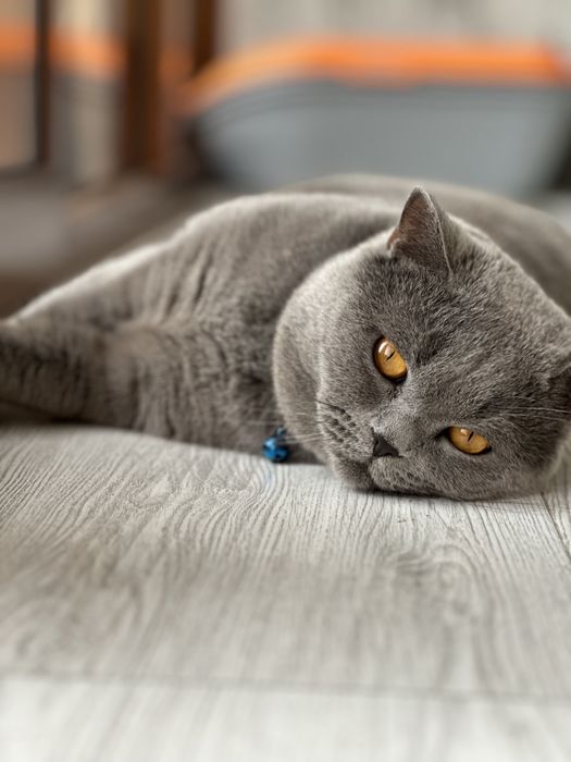 Вязка Скотиш Страйт