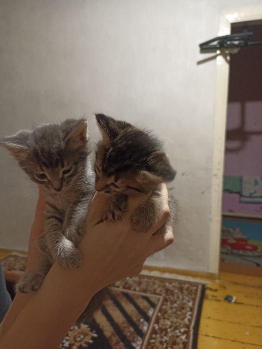 Одам котят в добрые руки