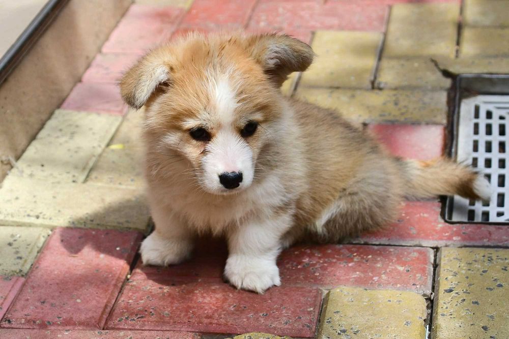 Cățeluș Corgi, vaccinat, microcipat, pedigree tip A, de Crăciun