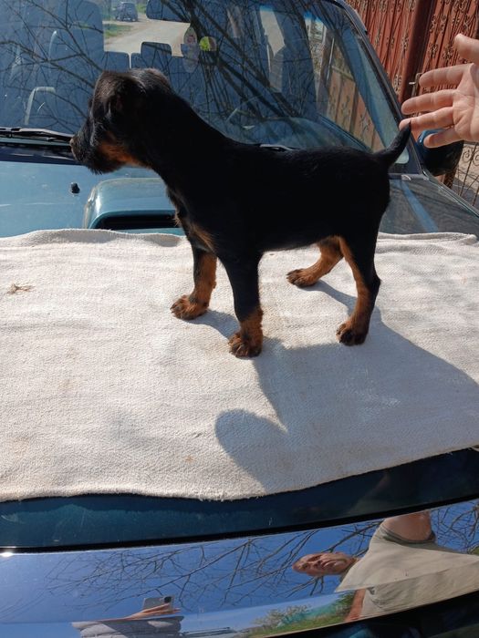 Felema Jagd terrier catel- caini in varsta de 2 luni