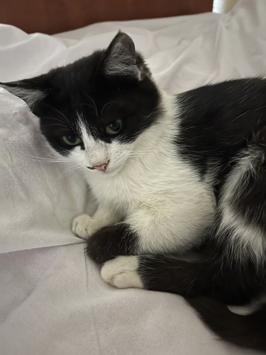 Отдам в добрые руки