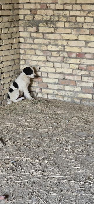 Alabay bolalari sotiladi