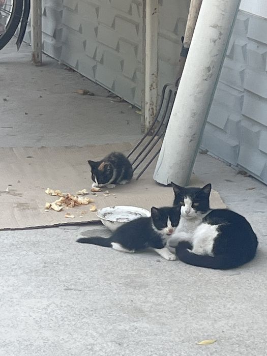 Котята даром …….