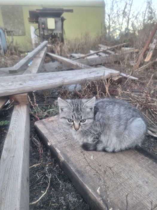 Отдам котенка даром, девочка