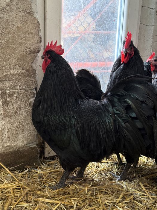 Vand 6 cocosi Australorp Negrii și 2 Albaștrii