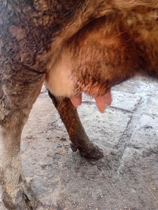 Vând vaca cu vițel